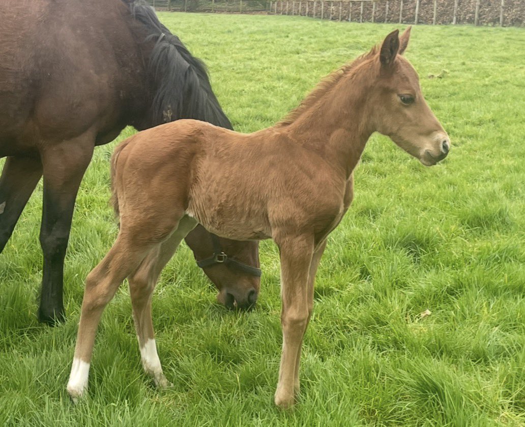 Seamus Ring tweet media