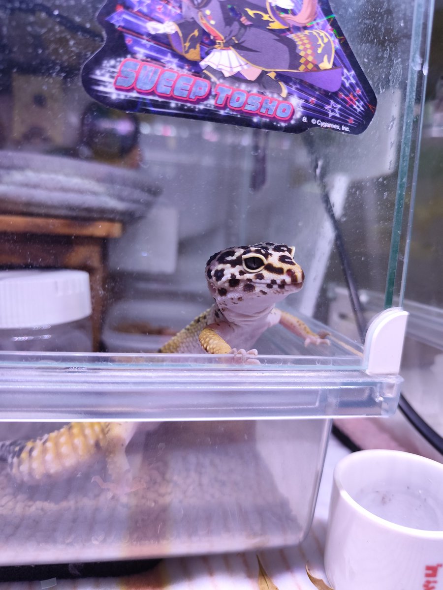 ヴィルキス ヴイツツ🇺🇦 tweet media