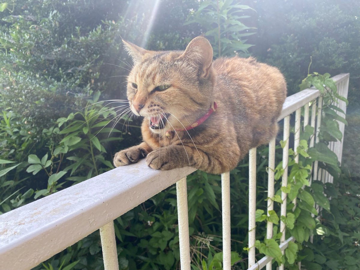 Yuko Sasaki tweet media