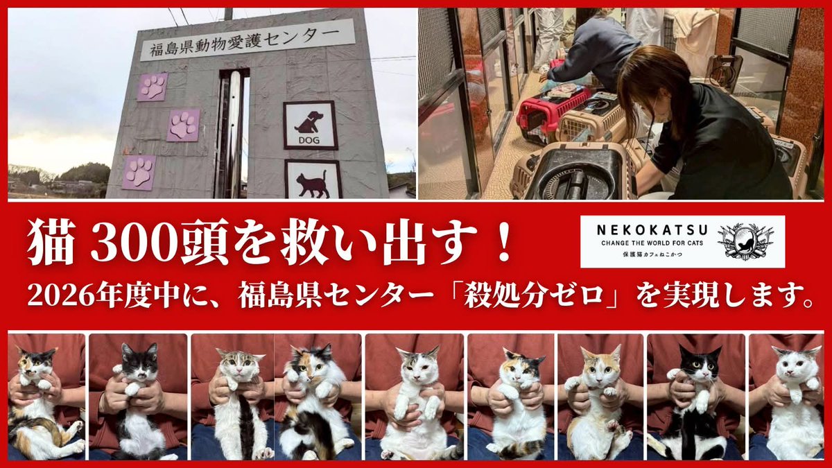 保護猫カフェねこかつ@川越@大宮日進 tweet media