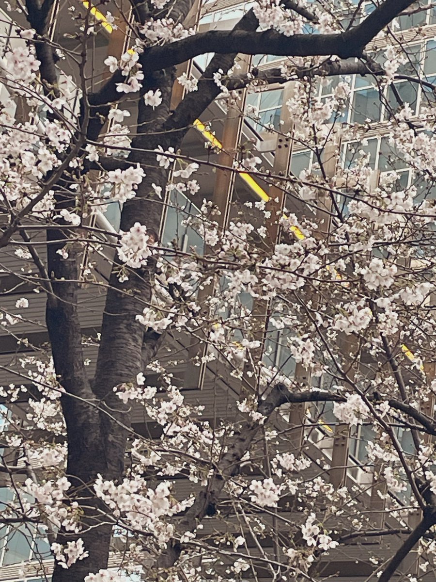 Aries97580's tweet photo. 🌸🌸🌸 https://t.co/NVfILnnNUd