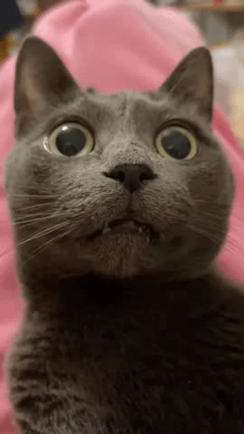 Mané pisse sur Messi 🇸🇳 tweet media