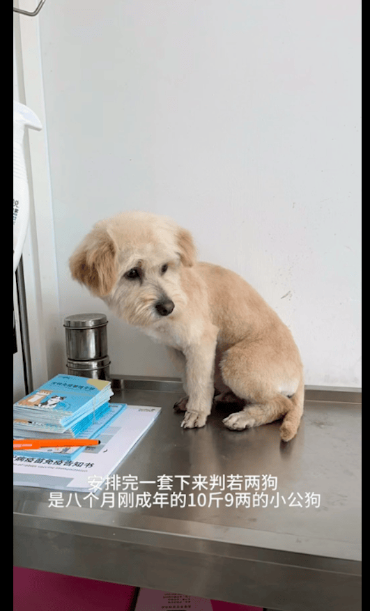 deumsolitario's tweet photo. "Watching my fur baby grow—from tiny, wobbly pup to confident explorer  Every zoomie, nuzzle, and messy paw print is a memory I’ll cherish forever. What’s your pet’s sweetest growth moment #PetLove #GrowthJourney" https://t.co/C4RKdo5j51
