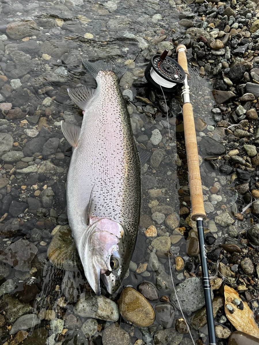 ロナウ兄 tweet media