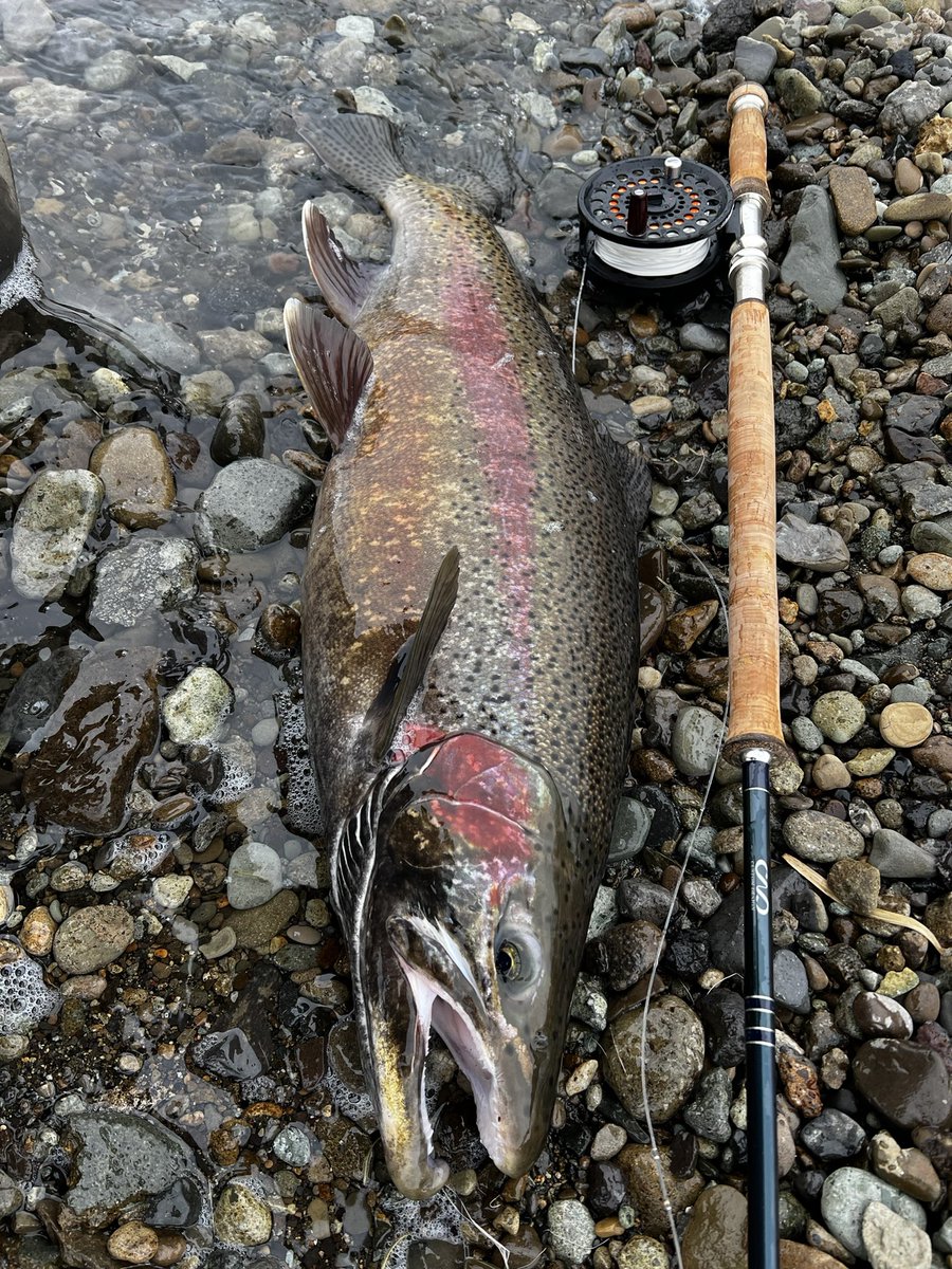 ロナウ兄 tweet media