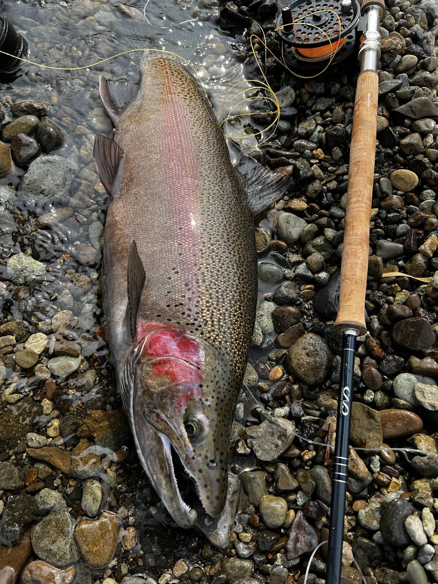 ロナウ兄 tweet media