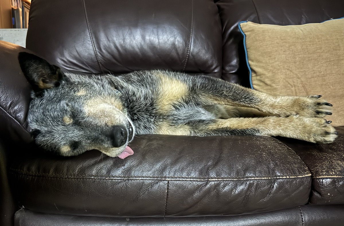 Calliss Clan (@callissclan.bsky.social) tweet media