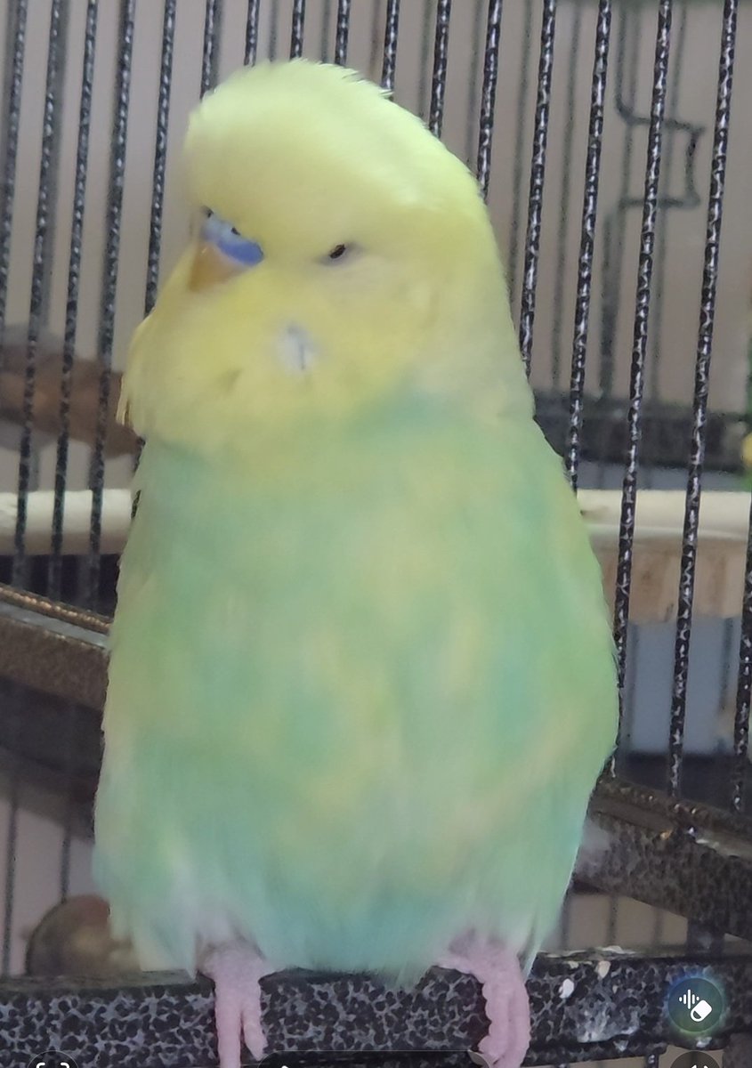 Mellow and Gimli tweet media