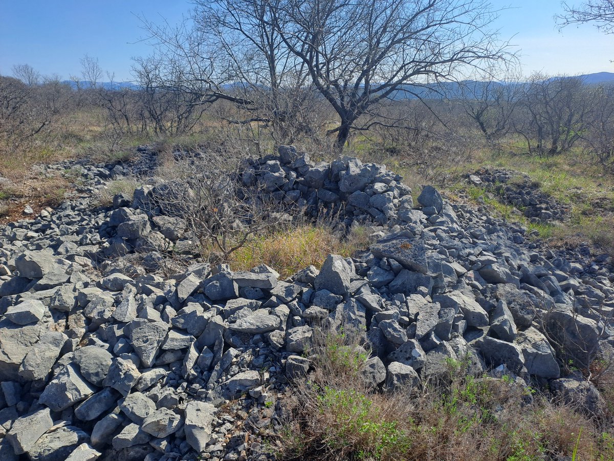 Roberto Bertoli tweet media