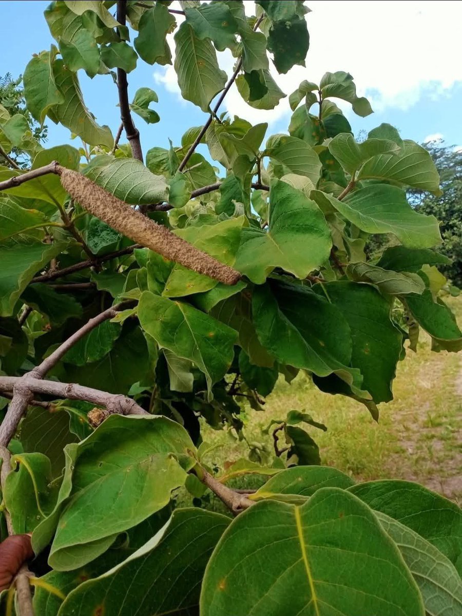 PASTA JOSHUA tweet media