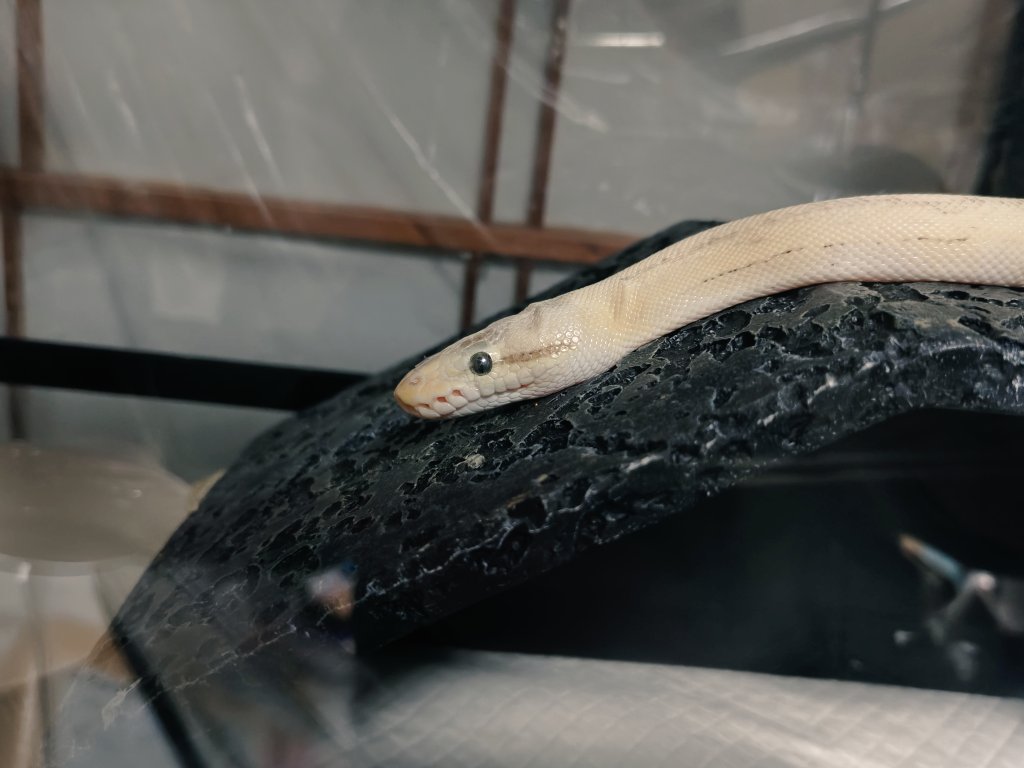 NΛT(なっつ)@へびマルシェの裏方 tweet media