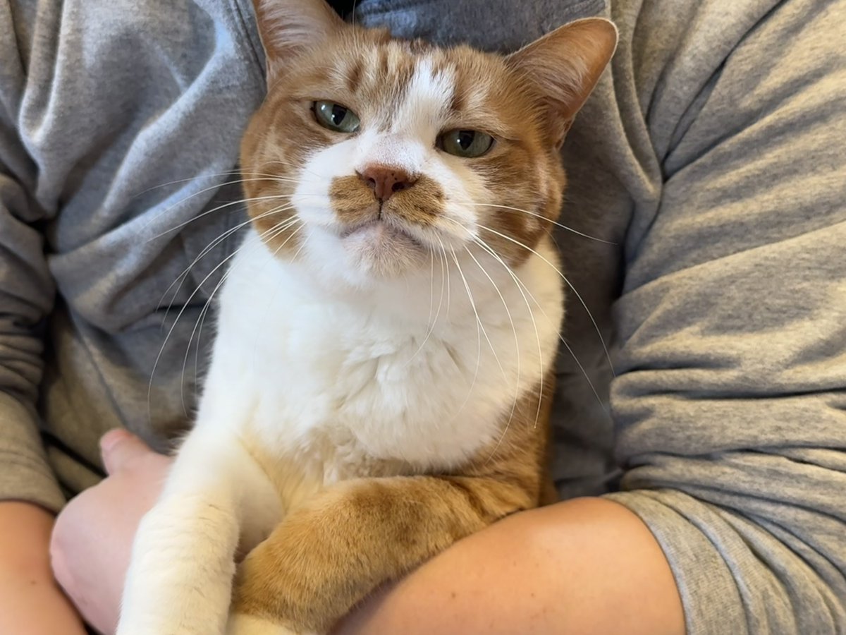 コンドリア水戸 tweet media