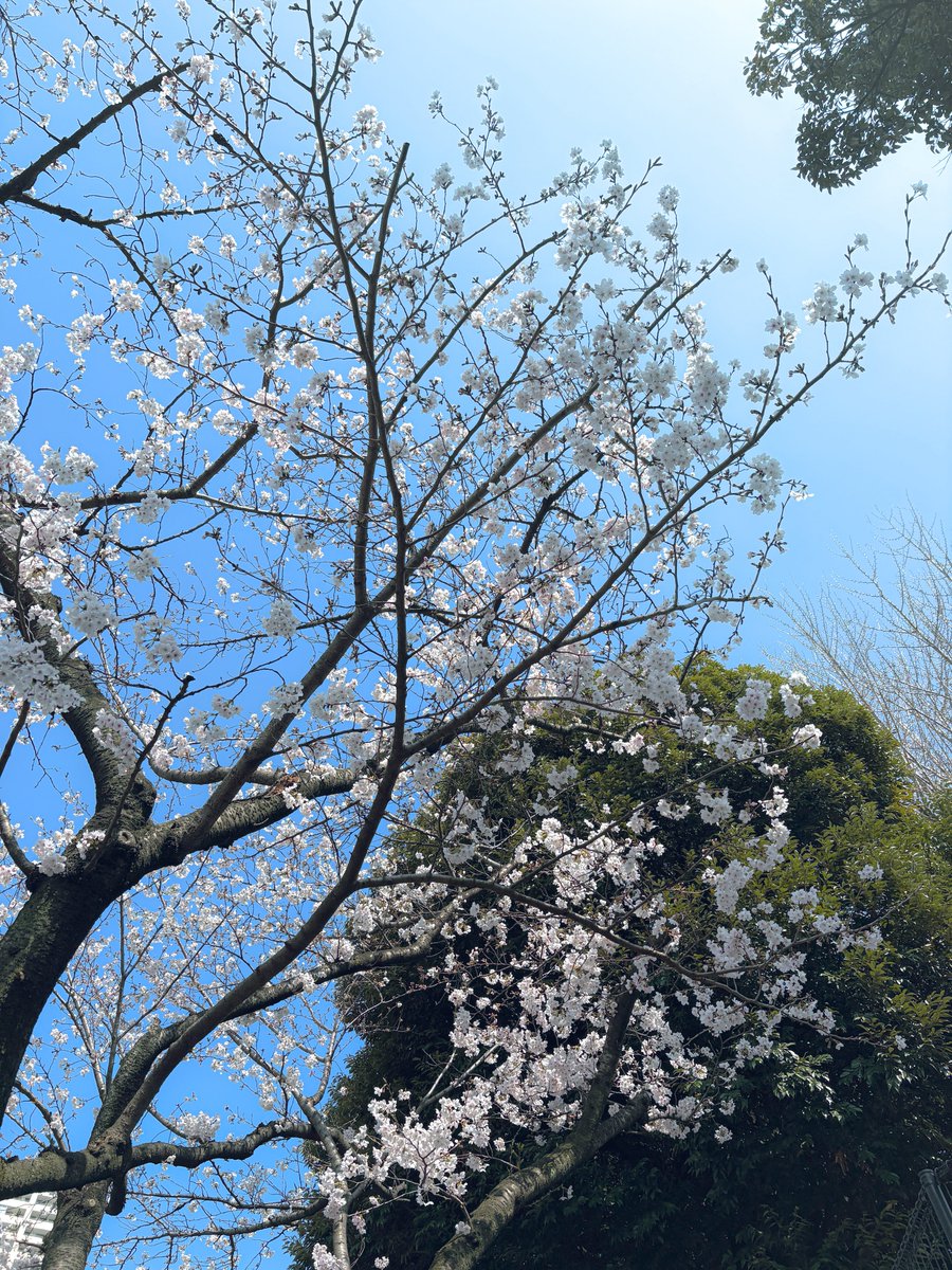 てらフリート tweet media