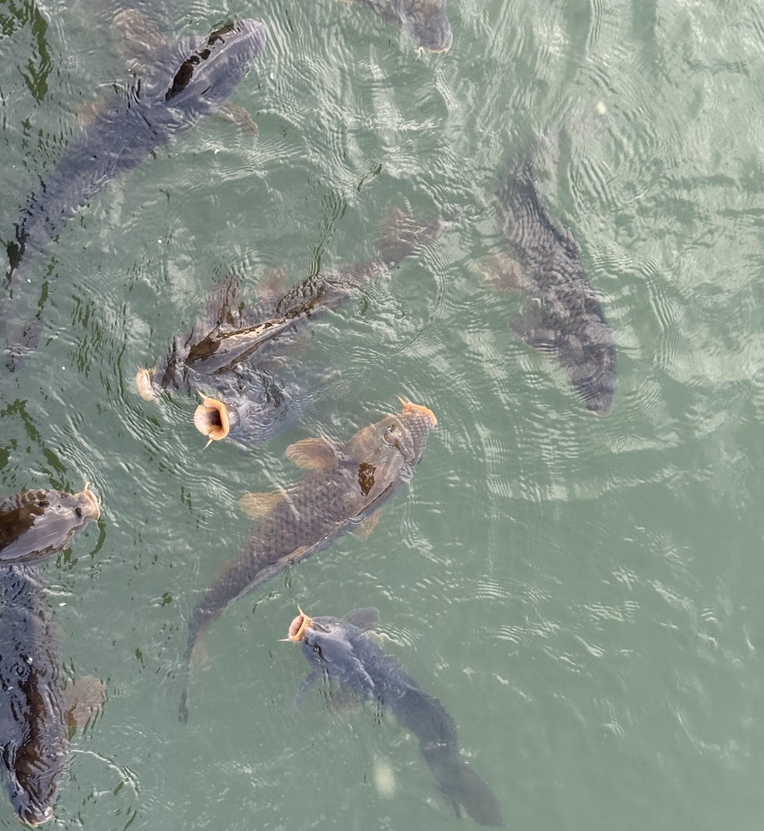 くすり。 tweet media