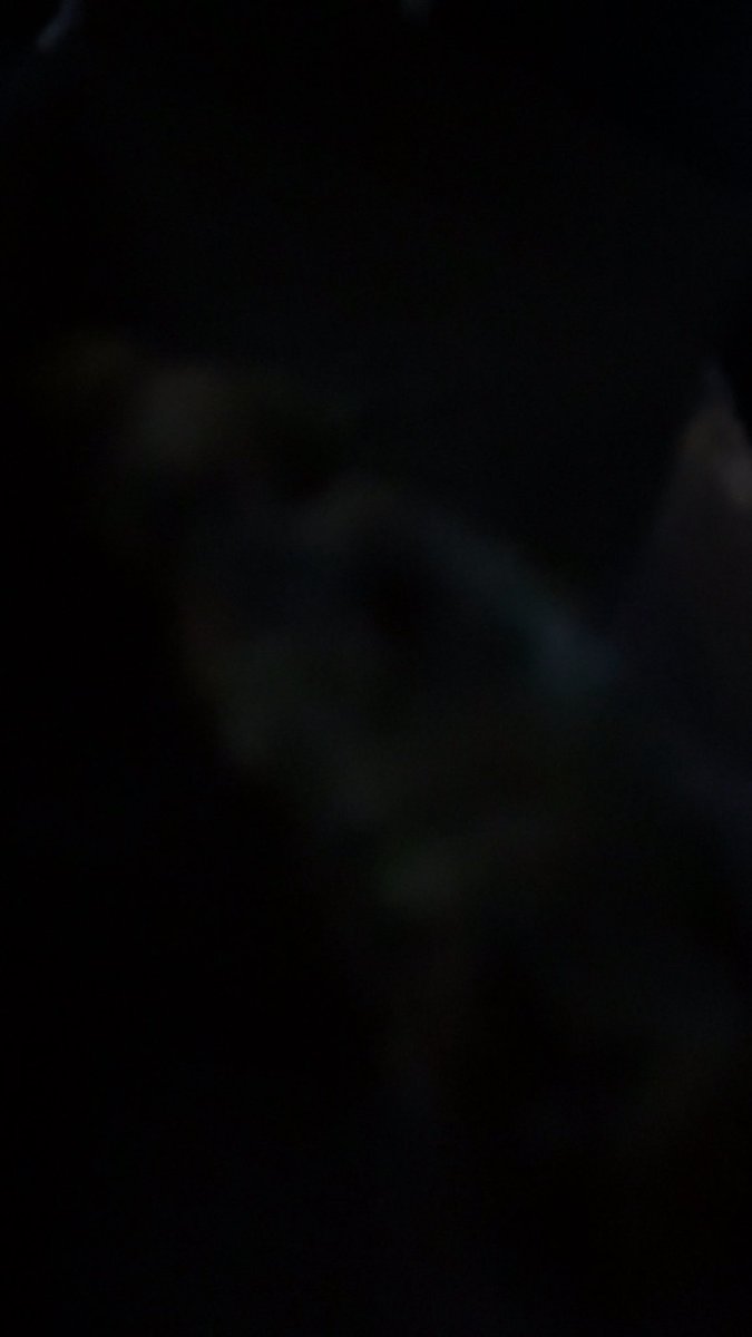 ikan gabus kalo di panggil nengok tweet media