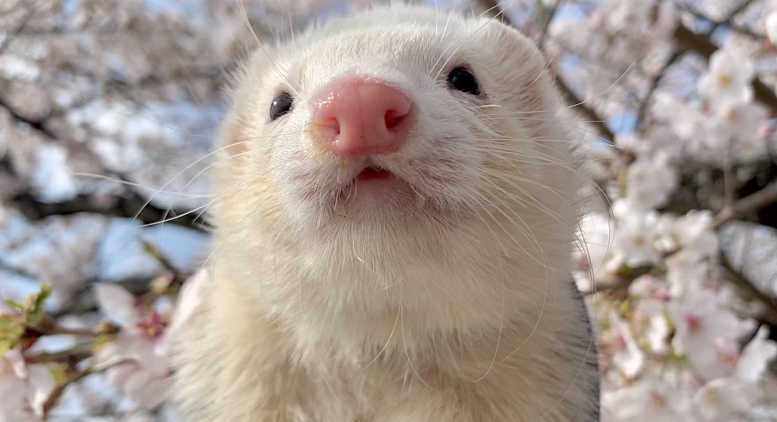 やま家(やまけ) tweet media