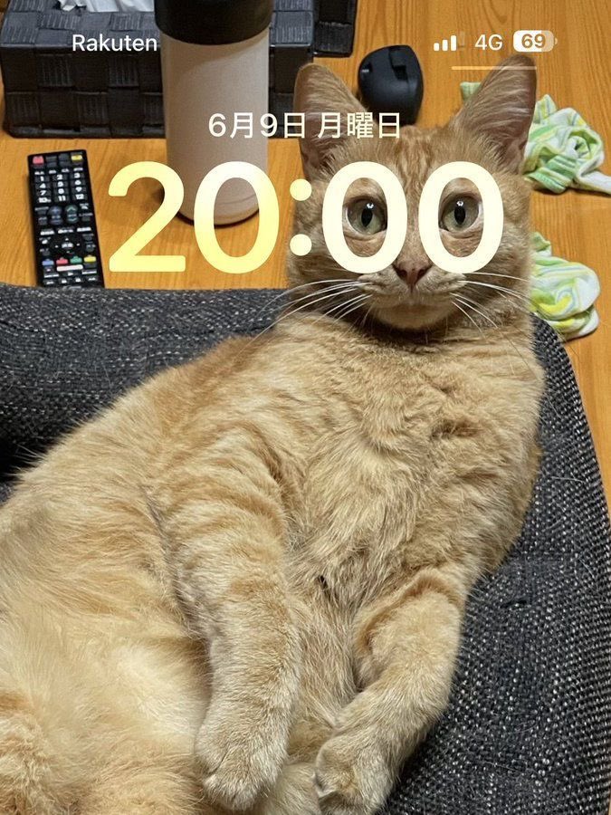 No Cats No Life tweet media