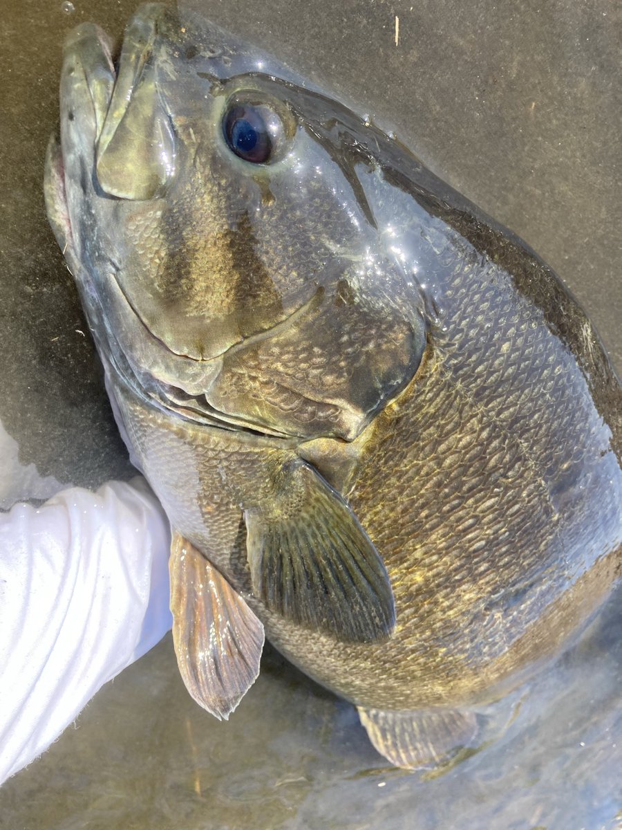 こねずみ tweet media