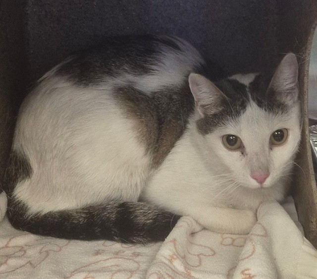 Ally Catmom tweet media