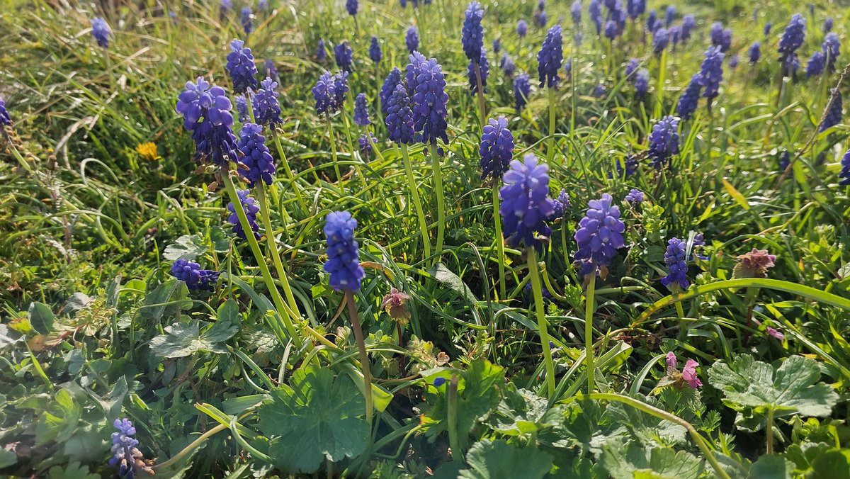 𐱅𐰇𐰼𐰜 𝕏 tweet media