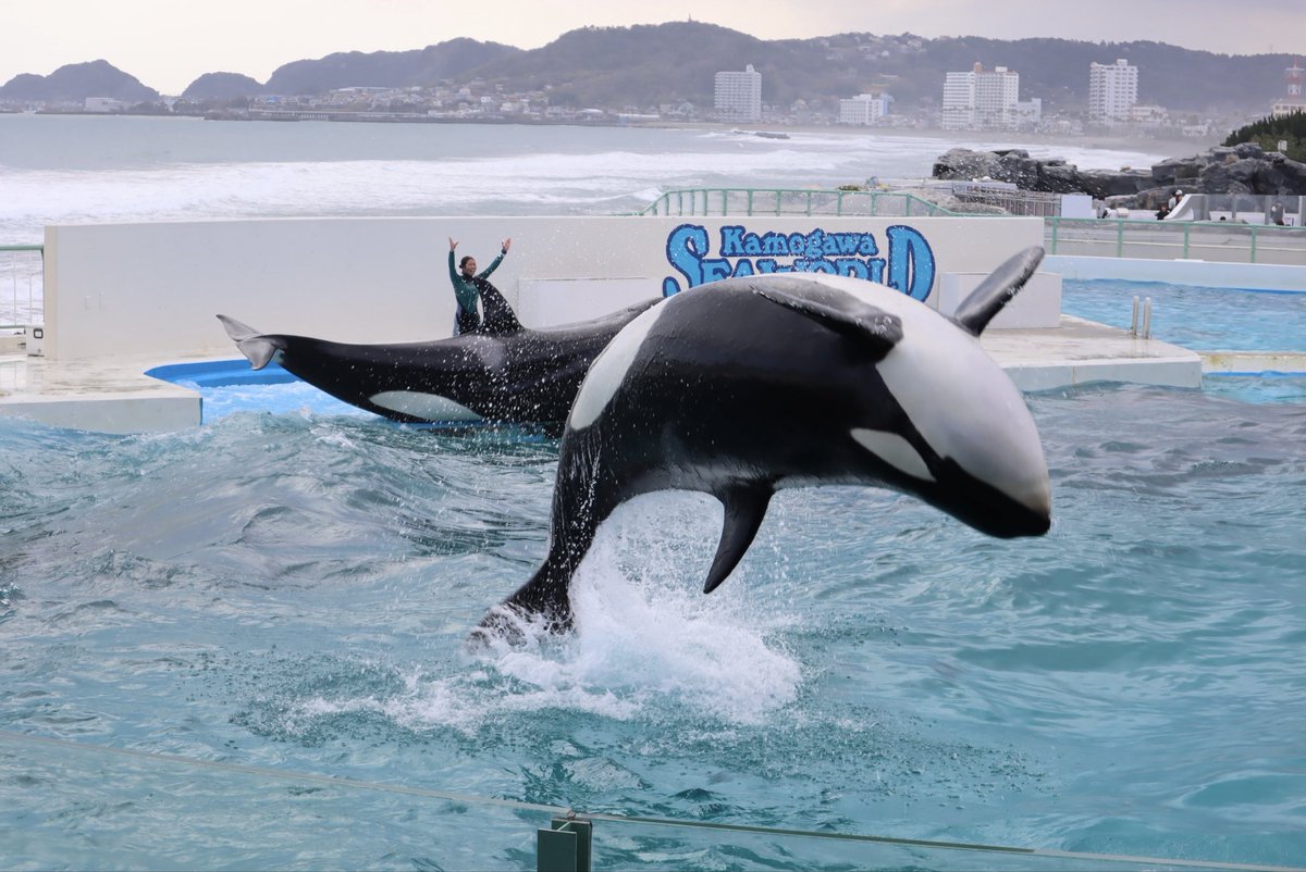 Aちゃん tweet media