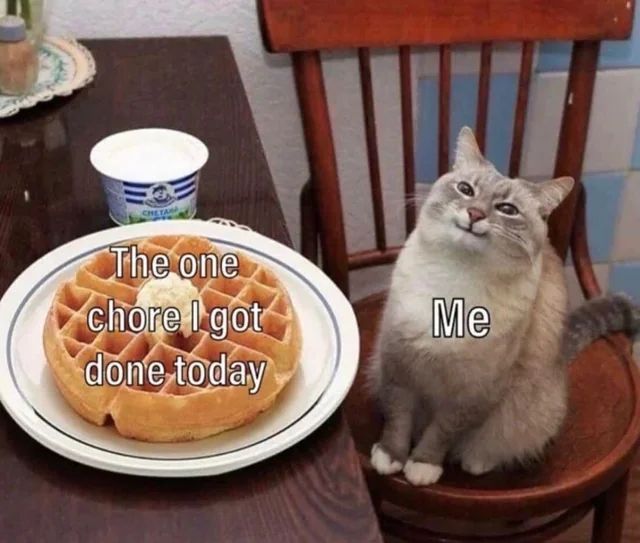 Tweets Of Cats tweet media