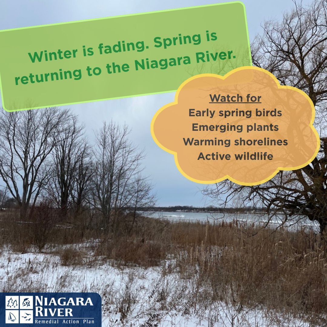 Niagara River RAP (Canada) tweet media
