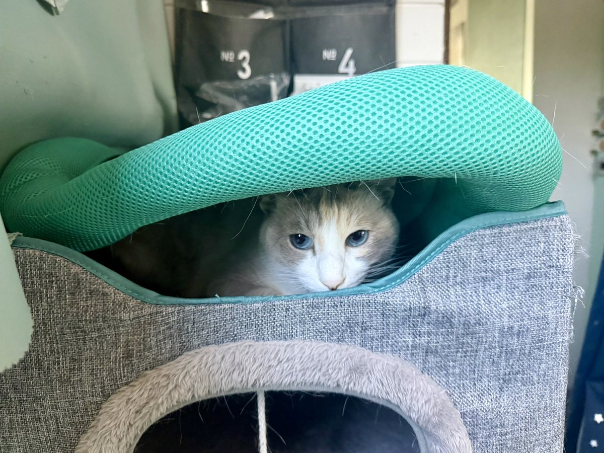 おでかけ部なかじ🚌キャンピングカーライフ tweet media