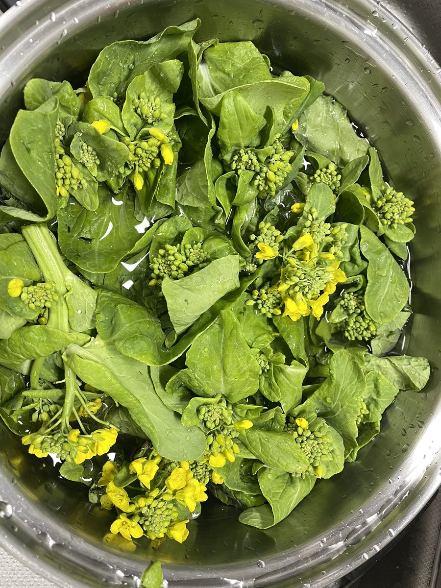 チシャ猫 tweet media