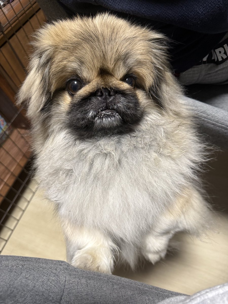 ペキニーズのSIMBA🦁祝🎈4歳✨ tweet media