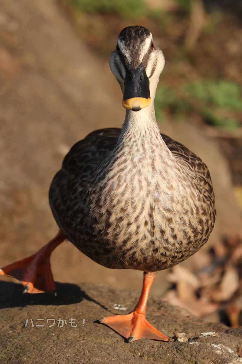 ハニワかも！ tweet media