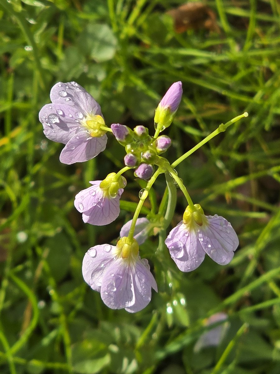 annealais's tweet image. #wildflowers
