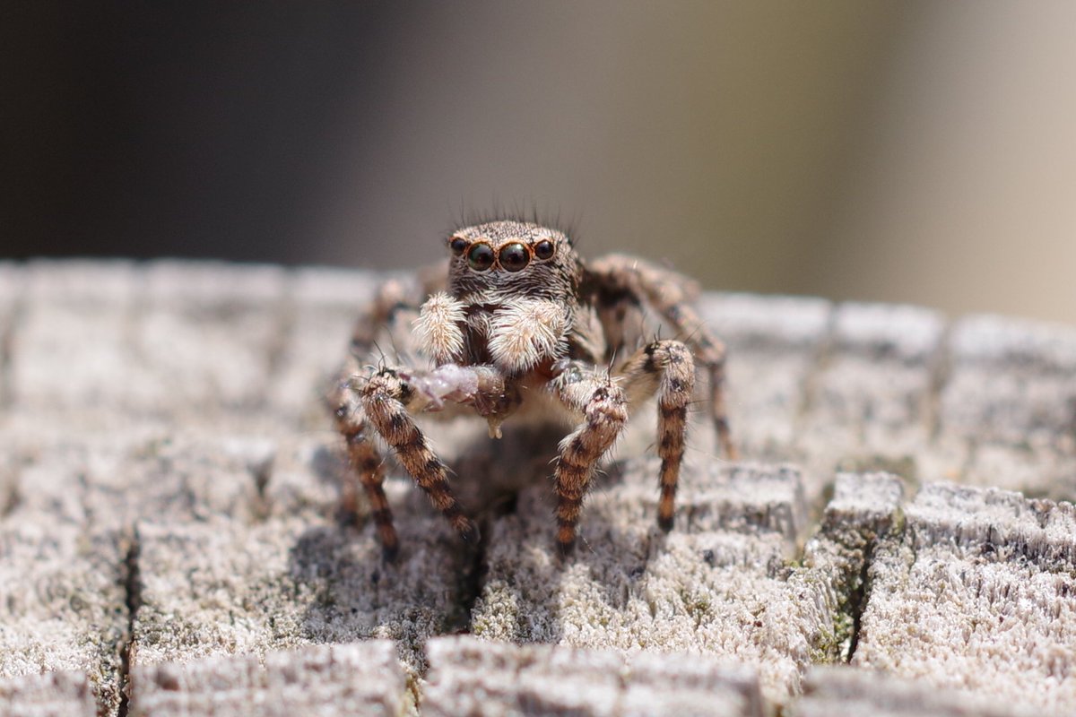 かなへび tweet media