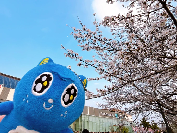 なんかあまりにも桜咲いてるんだけど…? お花見する時間が全然ないです