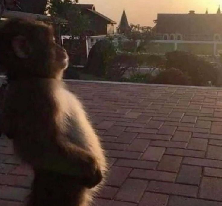 finnegan tweet media