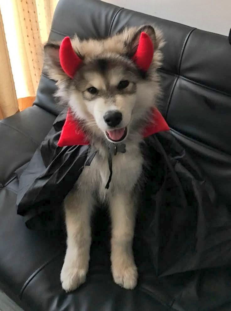 sopi ^᪲᪲᪲ tweet media