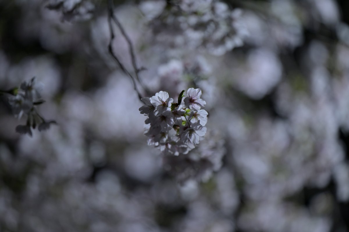 tsuchidatomoo's tweet photo. この週末が近所の #桜 のピークだと思うんだけど、昼間は薄曇りで微妙に映えなかったから #夜桜 撮影と洒落こんでみた。背景が黒い方が、薄桃の花がくっきり映えるよね。もちろん手ブレや被写体ブレには昼間より気を遣うけど……  
#写真 
#スナップ写真 
#令和8年の桜 https://t.co/xhNqe81C72