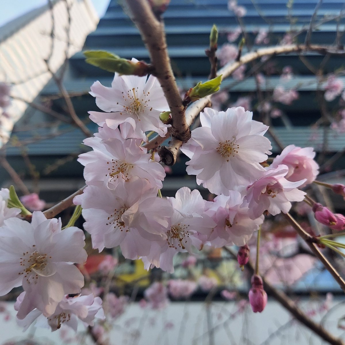 プア🎩🐘🐲⚔️🇭🇰 tweet media