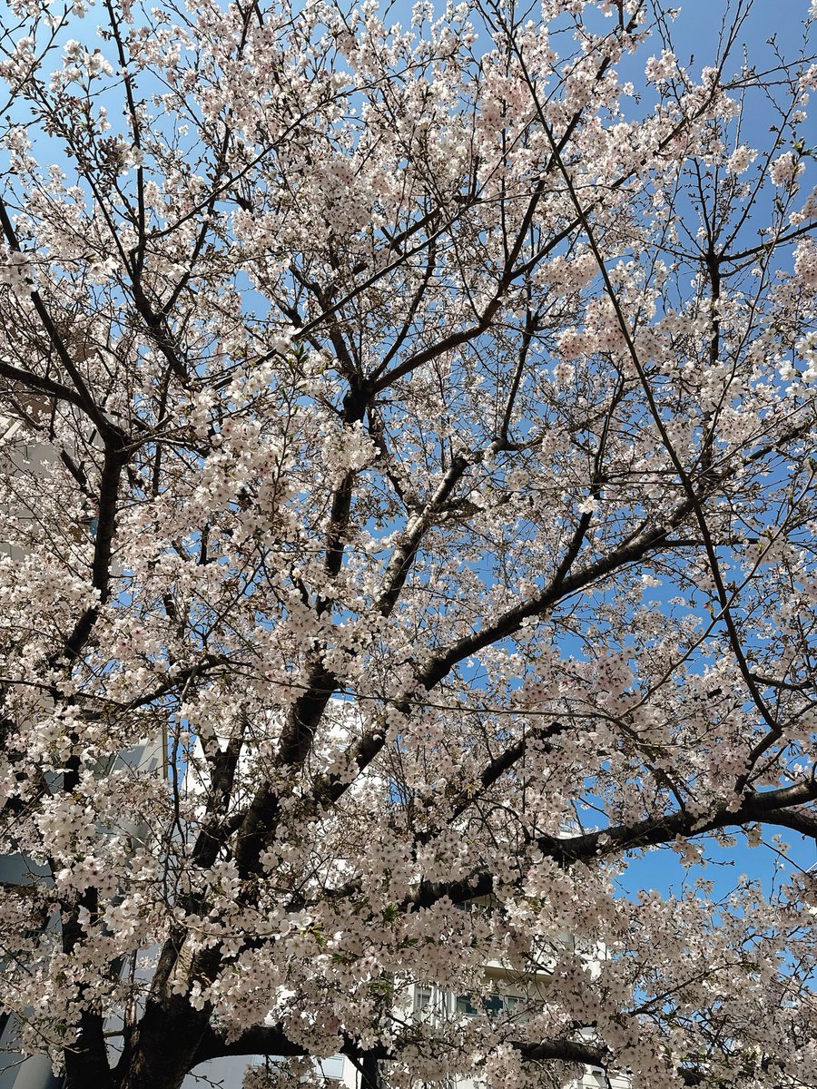 rino_CooRie_作詞家うらん tweet media