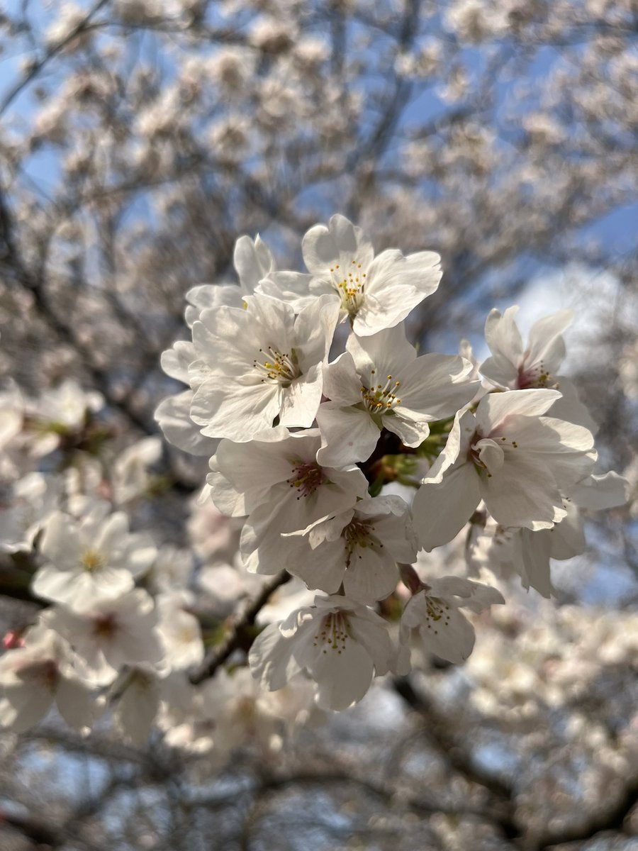 zun127's tweet photo. 今日はご機嫌アヒル
桜とお団子楽しめたから〜🌸🍡 https://t.co/4wcvwRI5Hh