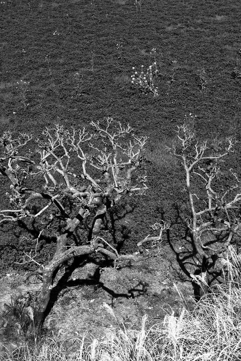 monoXron tweet media