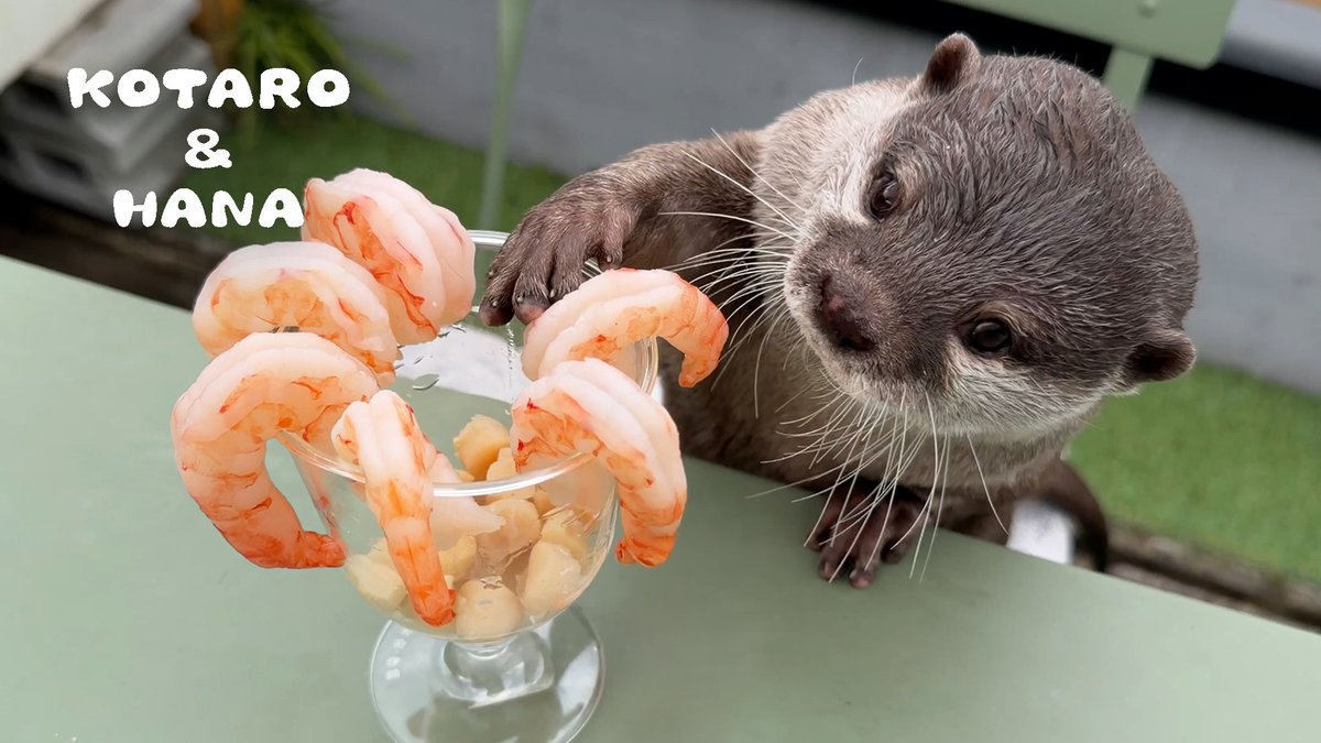 カワウソ コタロー&ハナ Otter Kotaro&Hana tweet media