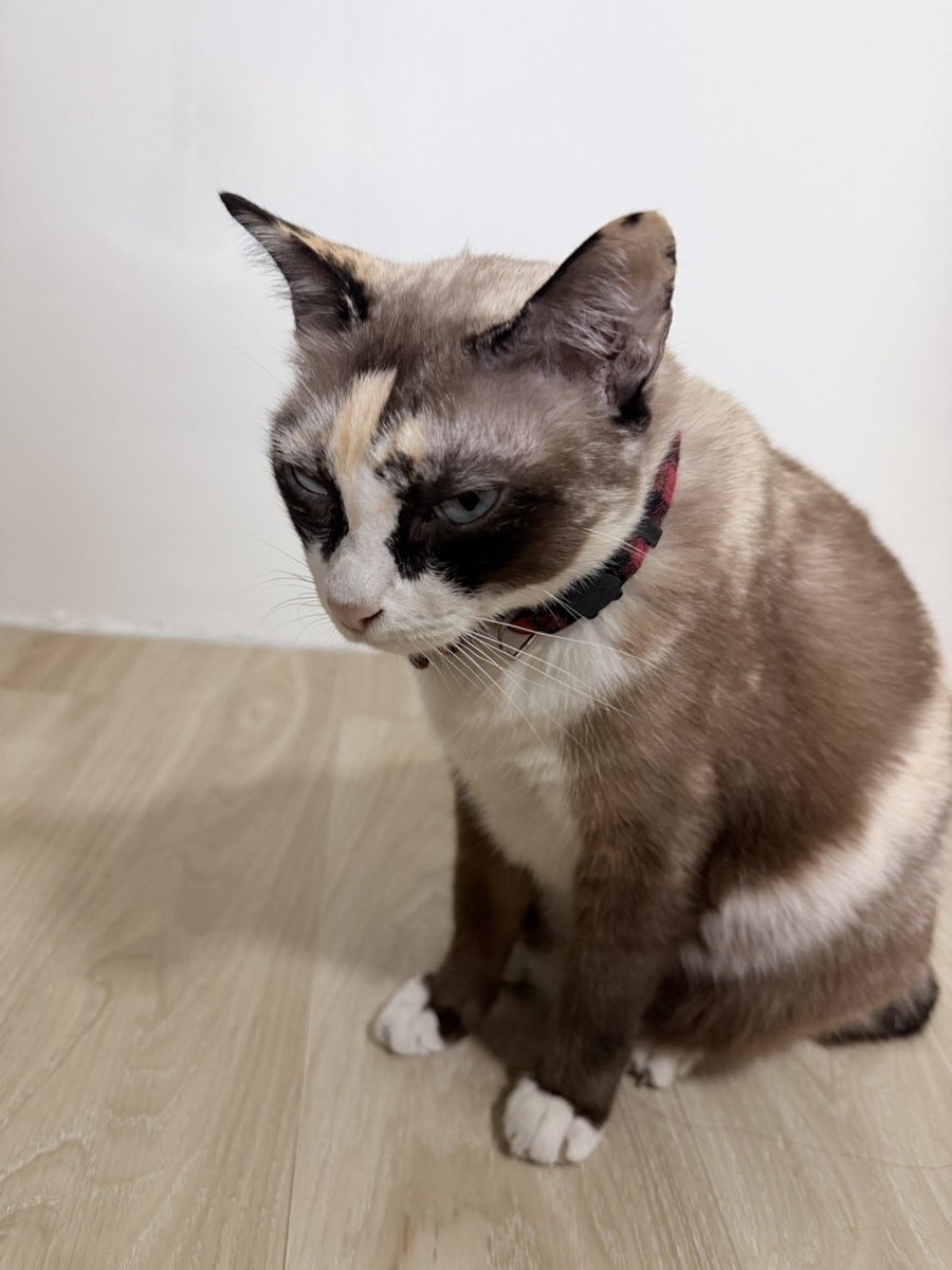 แอลมู่555 tweet media