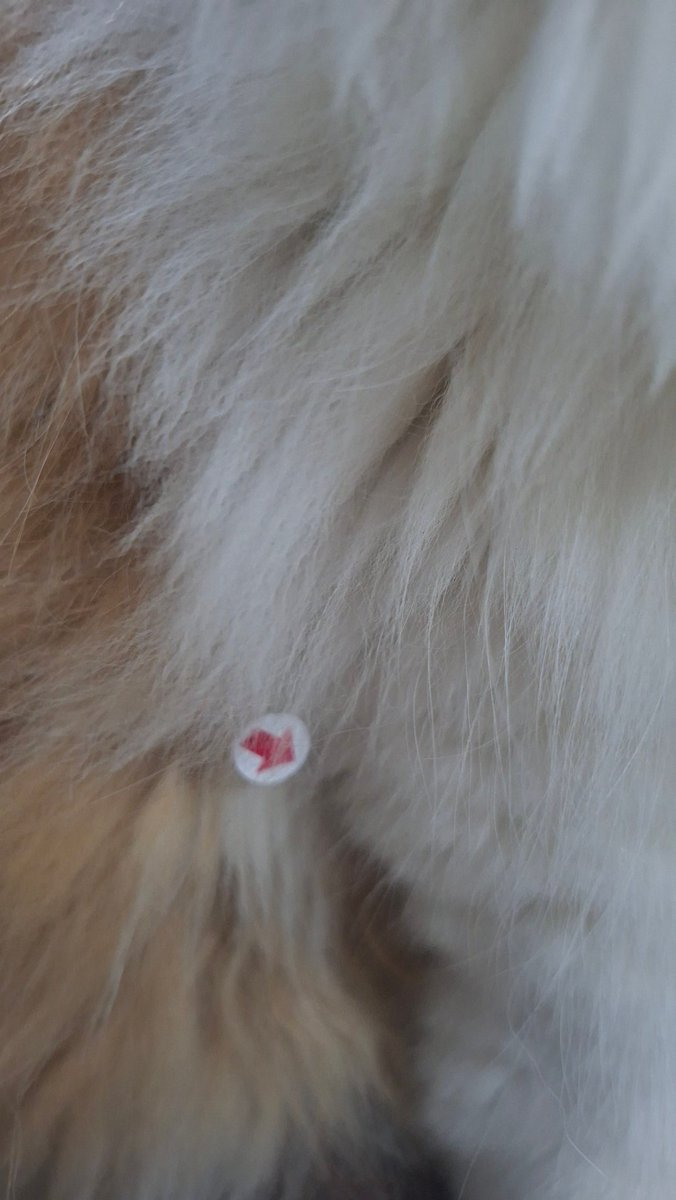 dd moyn😗😠nattaca👻🐴 tweet media