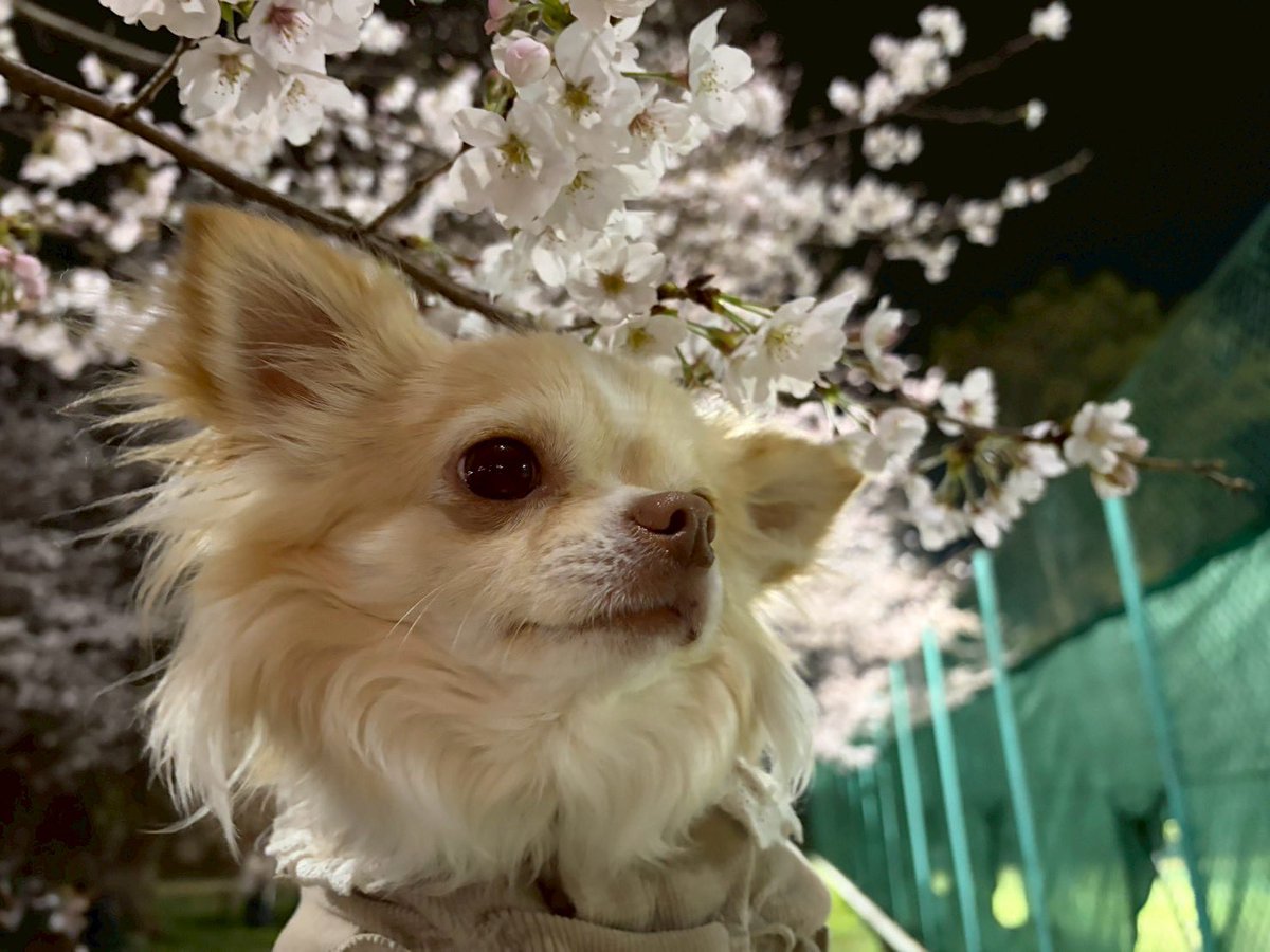 うぇる tweet media