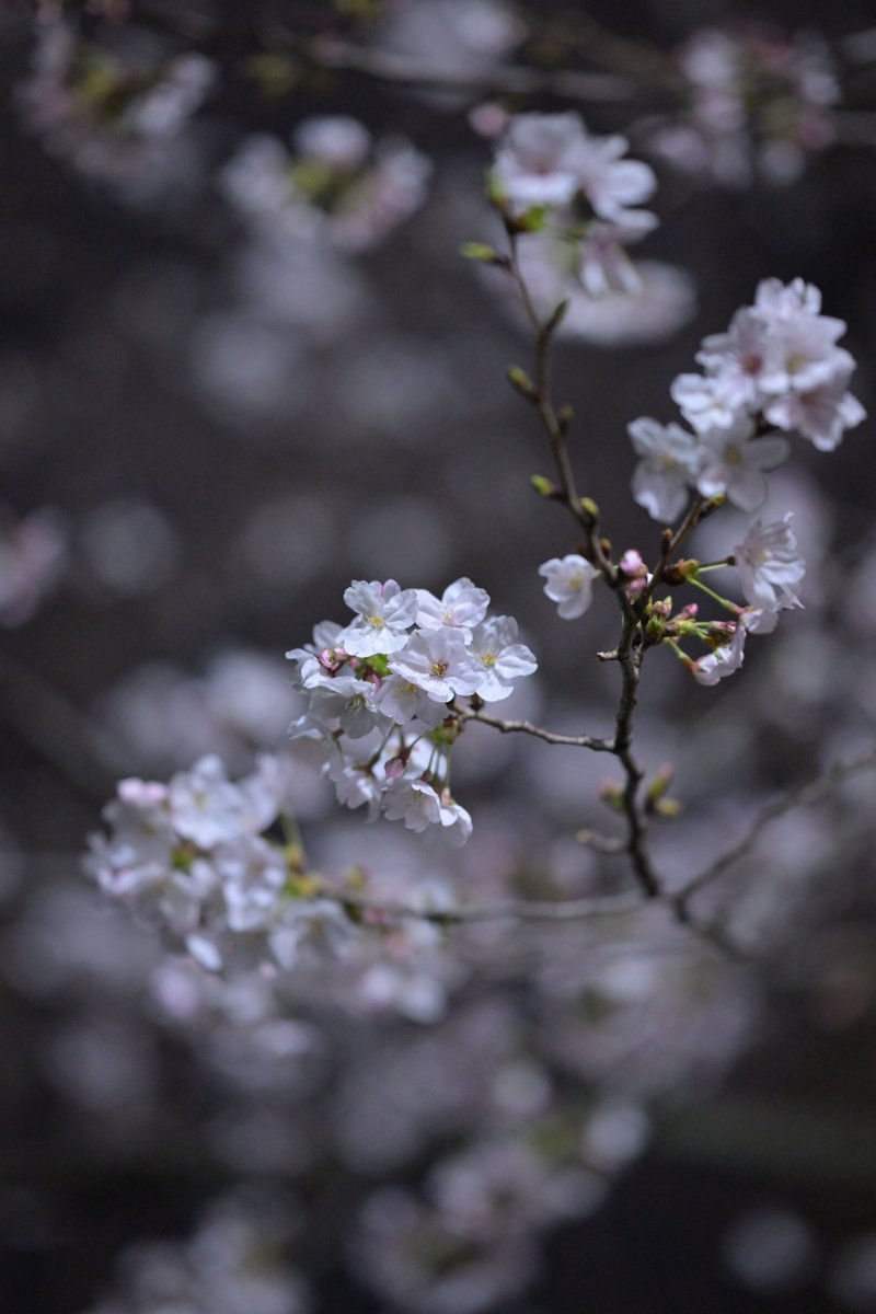tsuchidatomoo's tweet photo. この週末が近所の #桜 のピークだと思うんだけど、昼間は薄曇りで微妙に映えなかったから #夜桜 撮影と洒落こんでみた。背景が黒い方が、薄桃の花がくっきり映えるよね。もちろん手ブレや被写体ブレには昼間より気を遣うけど……  
#写真 
#スナップ写真 
#令和8年の桜 https://t.co/xhNqe81C72