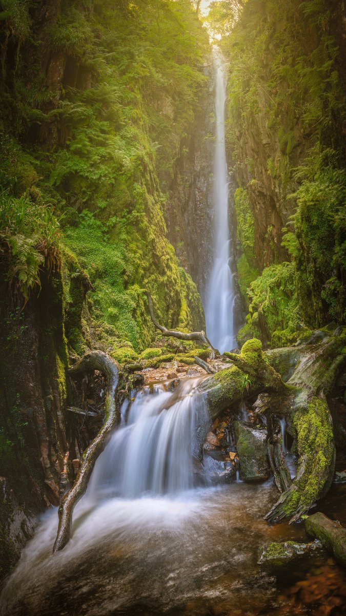 Damian Shields tweet media