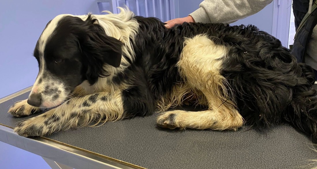 Missing Animaux 81 tweet media