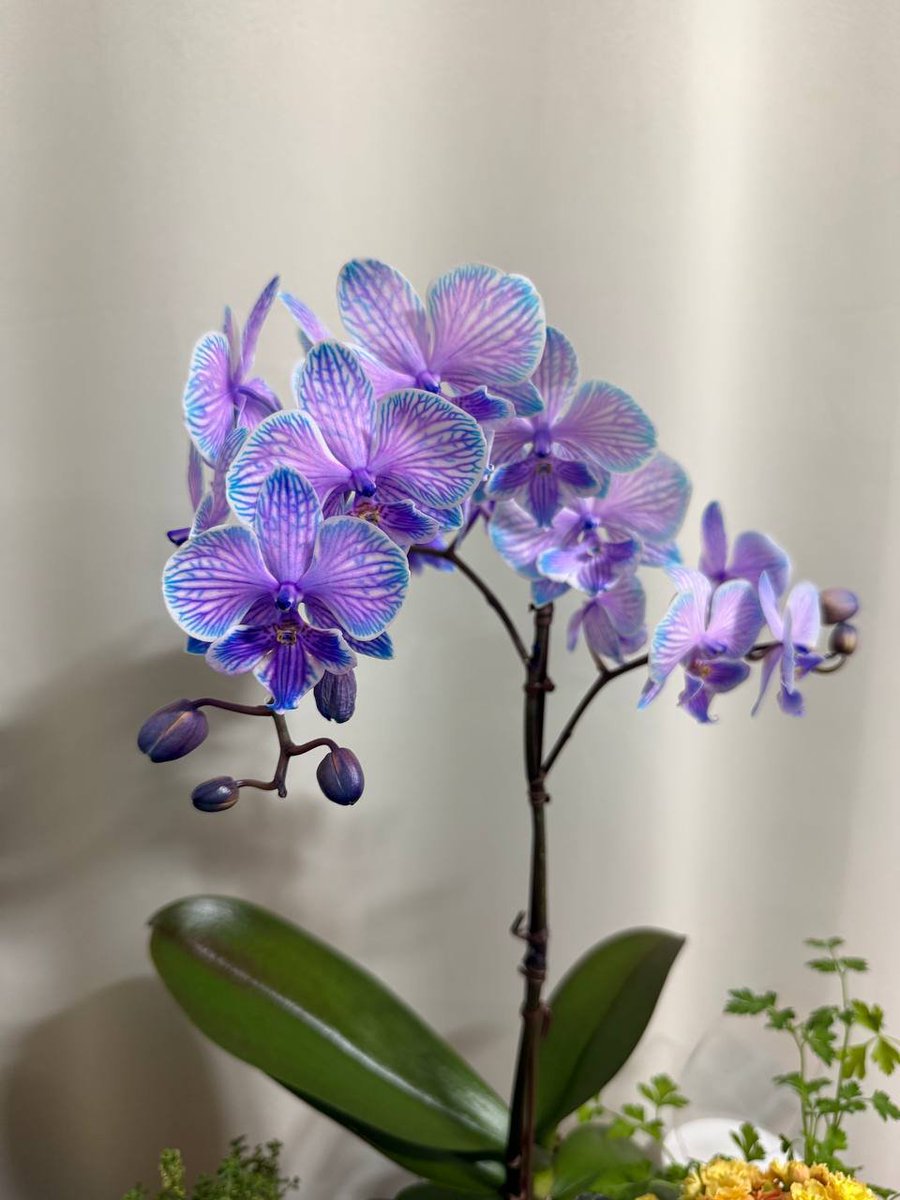 🍒Cherrycoco tweet media