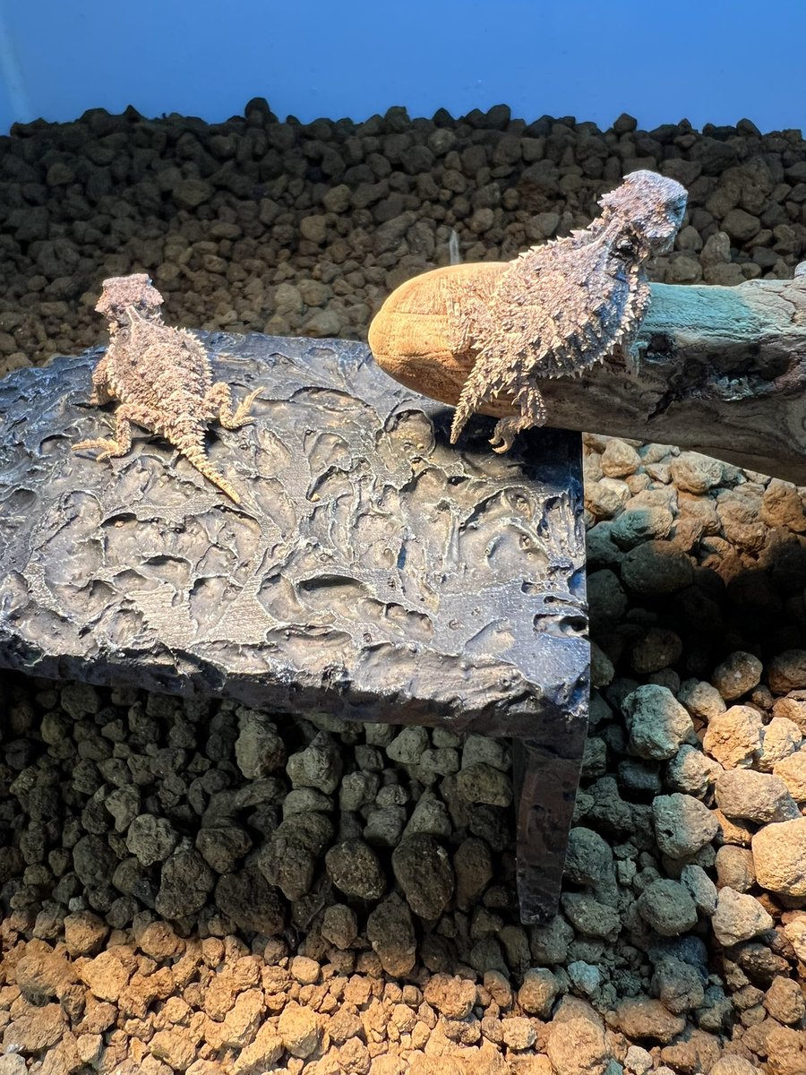 【＋libero. monster box】 〜上昇志向で自由な怪物の箱〜 tweet media